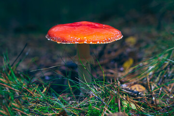 Mature Amanita Muscaria, Known as the Fly Agaric or Fly Amanita: Healing and Medicinal Mushroom with Red Cap Growing in Forest. Can Be Used for Micro Dosing, Spiritual Practices and Shaman Rituals