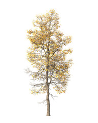 Autumn tree PNG. Autumn tree isolated on transparent background. single autumn tree cutout PNG. big old trees with yellow, orange and brown leaves. side view of transparent autumn tree.