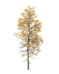 Autumn tree PNG. Autumn tree isolated on transparent background. single autumn tree cutout PNG. big old trees with yellow, orange and brown leaves. side view of transparent autumn tree.