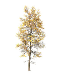 Obraz premium Autumn tree PNG. Autumn tree isolated on transparent background. single autumn tree cutout PNG. big old trees with yellow, orange and brown leaves. side view of transparent autumn tree.