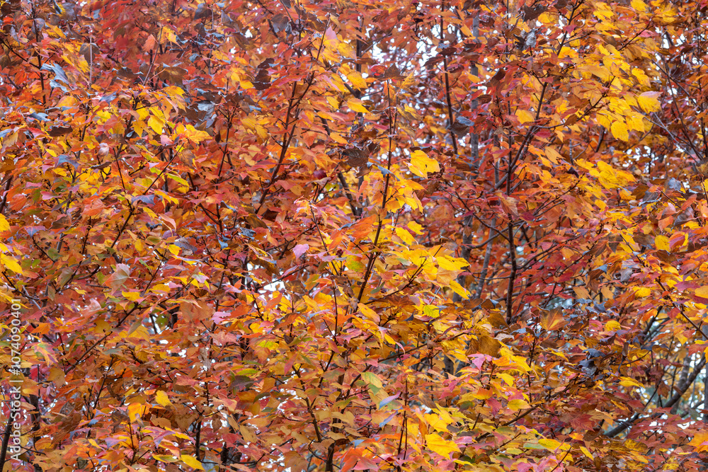 Canvas Prints full frame abstract texture background of bright autumn color leaves on a red maple (acer rubrum) tr