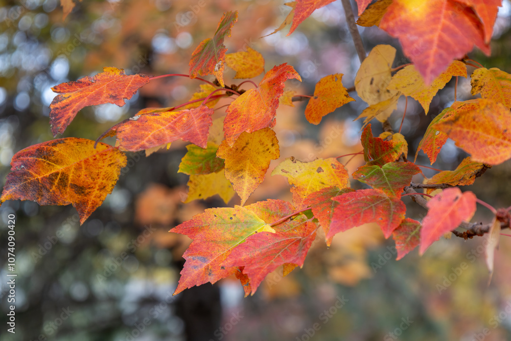 Canvas Prints full frame abstract texture background of bright autumn color leaves on a red maple (acer rubrum) tr