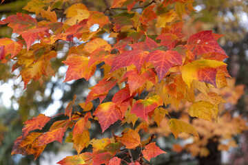 Full frame abstract texture background of bright autumn color leaves on a red maple (acer rubrum)...