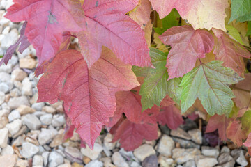 Full frame abstract texture background of autumn color leaves on a compact cranberry (Viburnum trilobum) bush