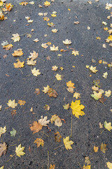 Full frame abstract texture background of naturally scattered maple leaves on a damp concrete sidewalk