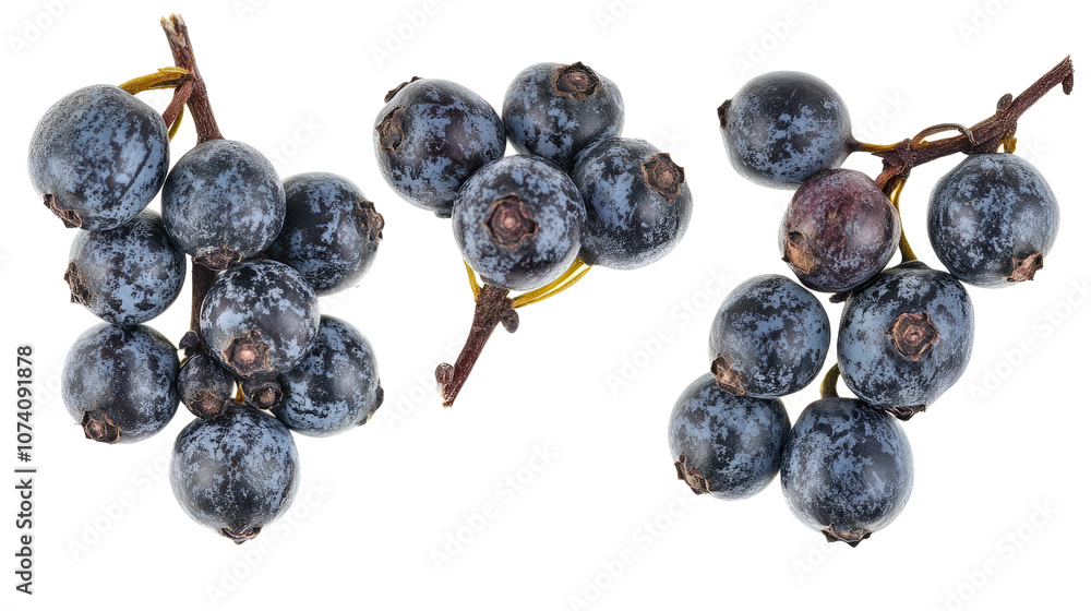 Poster set of fresh juniper berries isolated on a transparent background generative ai