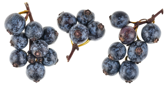 Set of Fresh Juniper Berries Isolated on a Transparent Background Generative AI