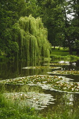 lake in the park