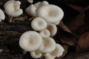 Wild edible tropical mushrooms in the forest