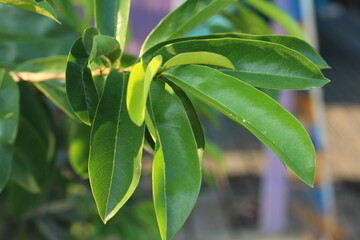 Daun sirsak or Annona muricata leaves