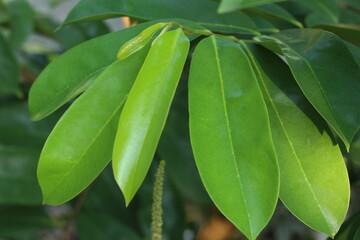 Daun sirsak or Annona muricata leaves