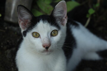 Tropical domestic black and white kitten