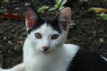 Tropical domestic black and white kitten