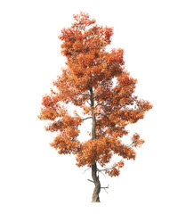 Autumn tree PNG. Autumn tree isolated on transparent background. single autumn tree cutout PNG. big old trees with yellow, orange and brown leaves. side view of transparent autumn tree.