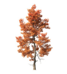 Autumn tree PNG. Autumn tree isolated on transparent background. single autumn tree cutout PNG. big...