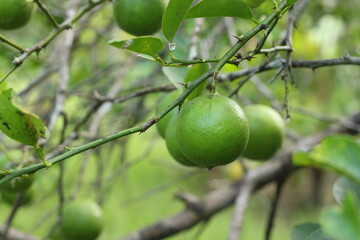 Fresh lime fruit on tree