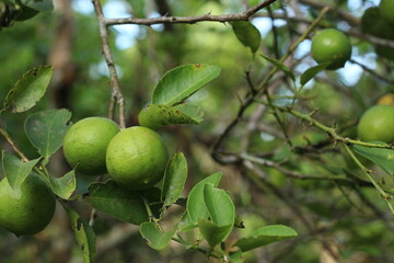 Fresh lime fruit on a tree