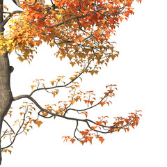 Autumn tree branch PNG. Autumn tree branch isolated on transparent background. Branch of autumn leaves on transparent background. Autumn Tree branch with yellow, orange, Brown leaves. Corner tree.