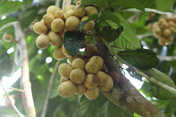 Langsat fruit or Lansium domesticum on a tree