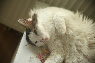 pretty cat on a table