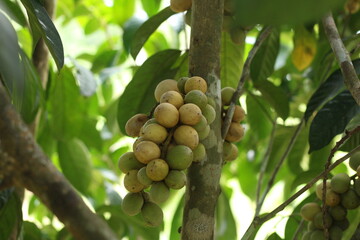 Langsat fruit or Lansium domesticum