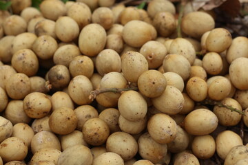 Langsat fruit or Lansium domesticum
