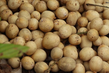 Langsat fruit or Lansium domesticum