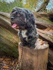 Little black dog sitting on a tree stump in a woodland