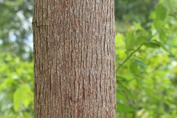 Ulin tree, tropical plant, borneo endemic plant