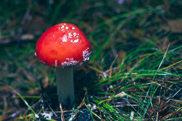 Young Amanita Muscaria, Known as the Fly Agaric or Fly Amanita: Healing and Medicinal Mushroom with Red Cap Growing in Forest. Can Be Used for Micro Dosing, Spiritual Practices and Shaman Rituals