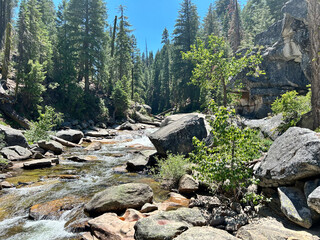 River flowing through the forest