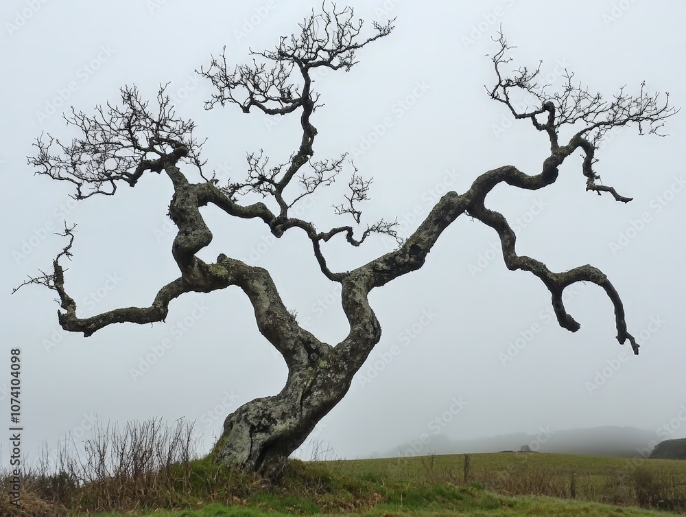 Aufkleber a tree with branches that twist and curl in unexpected ways, creating a unique silhouette