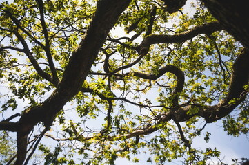 tree branches in the sky