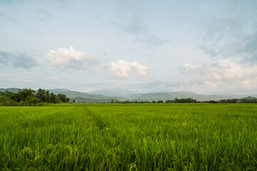 Photo of rice field scenery with mountains in the morning at tana toraja, south sulawesi, indonesia