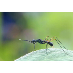 Black wasp
