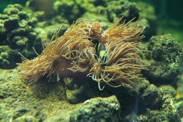 Hidden Cute anemone fish playing on the coral reef, beautiful color clownfish on coral feefs, anemones on tropical coral reefs