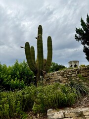 large Cactus