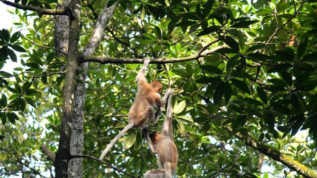 Baby Proboscis Monkey playing. The proboscis monkey (Nasalis larvatus) or long-nosed monkey is an arboreal Old World monkey with an unusually large nose, a reddish-brown skin color and a long tail.