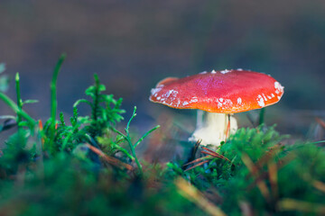 Amanita Muscaria, Known as the Fly Agaric or Fly Amanita: Healing and Medicinal Mushroom with Red Cap Growing in Forest. Can Be Used for Micro Dosing, Spiritual Practices and Shaman Rituals