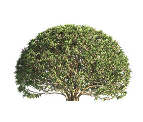spherical trimmed bush transparent PNG. flower bush isolated on transparent background. Single Tropical plant fence bush. green shrub isolated on transparent. Round Shape Shrub PNG. Shrub for garden.
