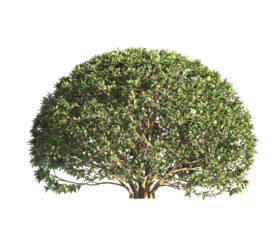 spherical trimmed bush transparent PNG. flower bush isolated on transparent background. Single Tropical plant fence bush. green shrub isolated on transparent. Round Shape Shrub PNG. Shrub for garden.