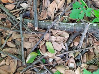 leaves on the ground