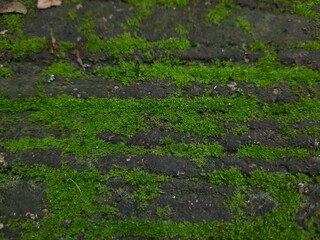 mossy surface background