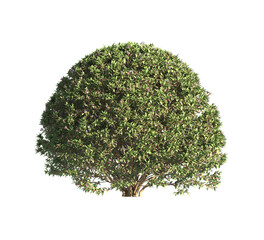 spherical trimmed bush transparent PNG. flower bush isolated on transparent background. Single Tropical plant fence bush. green shrub isolated on transparent. Round Shape Shrub PNG. Shrub for garden.