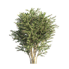 Image of flower bush isolated on transparent background. Single Tropical plant. flower fence bush. green shrub tree PNG. Side View of flower bush with leaves PNG. transparent Shrub PNG for garden decoration. printed on Printed Glass Radiator Covers