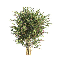 Image of flower bush isolated on transparent background. Single Tropical plant. flower fence bush. green shrub tree PNG. Side View of flower bush with leaves PNG. transparent Shrub PNG for garden decoration. printed on Printed Glass Radiator Covers