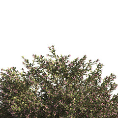 bush leaves isolated on transparent background. Single Tropical plant. flower fence bush. green shrub tree PNG. Side View of flower bush with leaves PNG. transparent Shrub PNG for garden decoration.