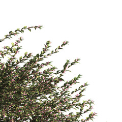 bush leaves isolated on transparent background. Single Tropical plant. flower fence bush. green shrub tree PNG. Side View of flower bush with leaves PNG. transparent Shrub PNG for garden decoration.