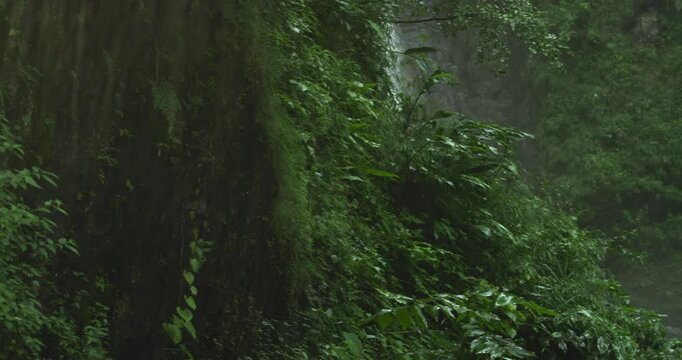 Tropical Rain, Rain Drops in Tropical Forest, monsoon season