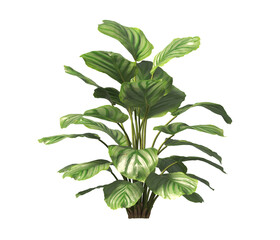 Calathea Orbifolia leaves isolated on transparent background. Calathea orbifolia Plant isolated on transparent background. green indoor plant PNG. House Plant PNG. Shrub PNG. bush PNG.